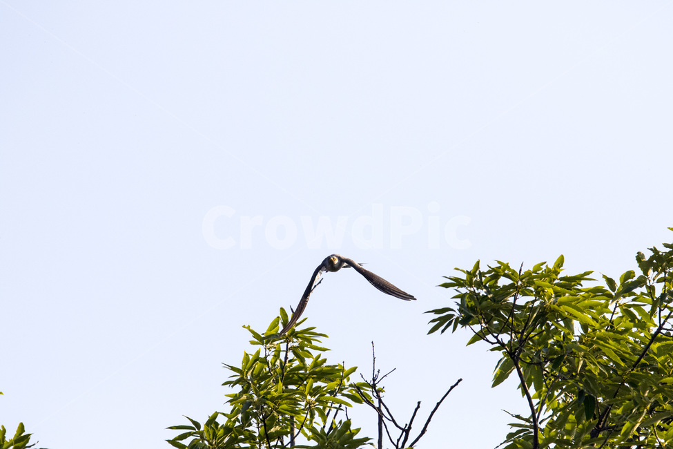뻐꾸기,둥지,모정,사랑,날다,동물,animal,조류,새,birds