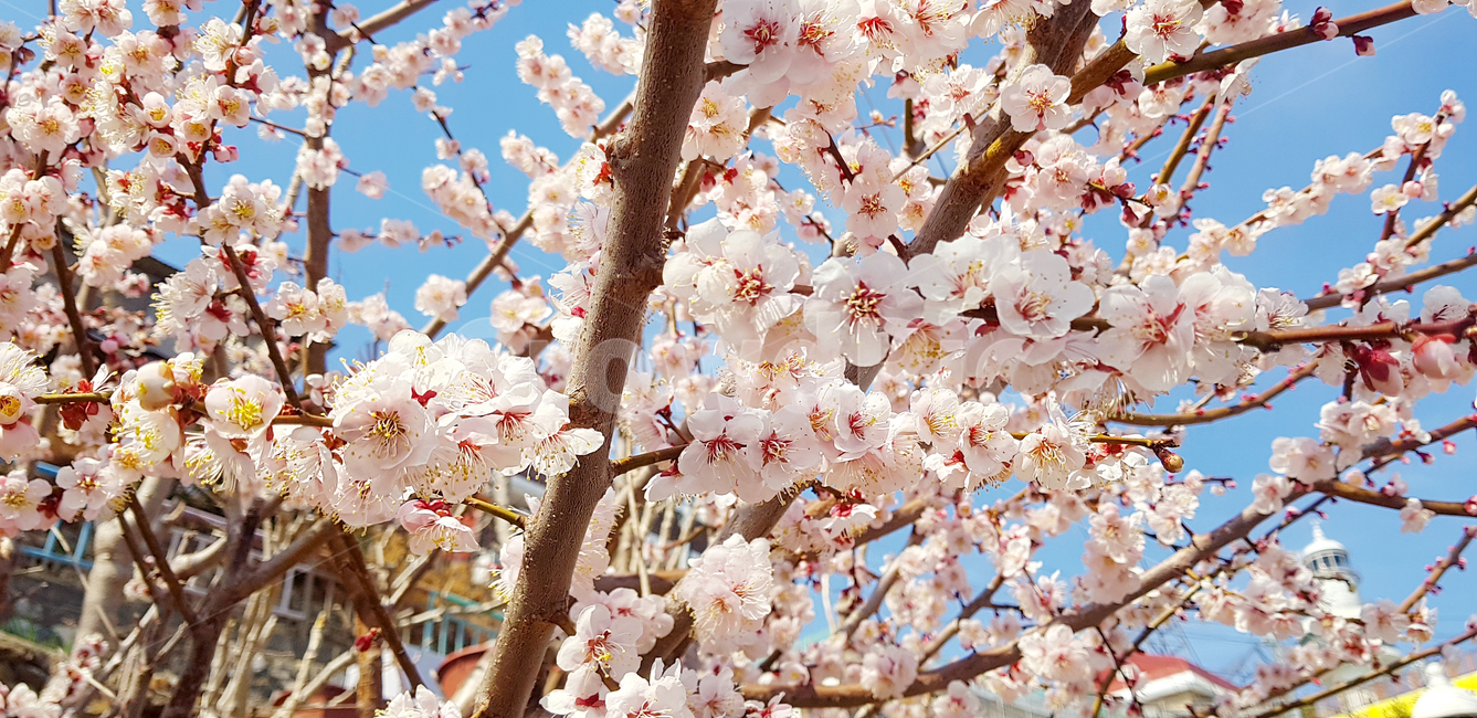 식물,flower,꽃,blossom,plant,cherryblossom,벚꽃,자연,계절,봄,힐링,나무,배경,플라워,감성,봄,계절,spring,season,식물,자연,plants,nature,꽃,flower,cherry blossom