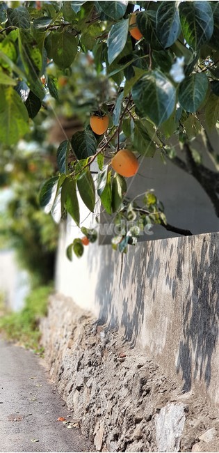 가을,자연,나무,풍경,감성,trees,green,sky,nature,fall,autumn,시골풍경,한국자연풍경,식물,감,감나무,담벼락,가을,계절,fall,autumn,season,식물,자연,plants,nature,음식,식재료,요리,food,cook,meal,dishes,food reserves,과일,열매,fruit,plant