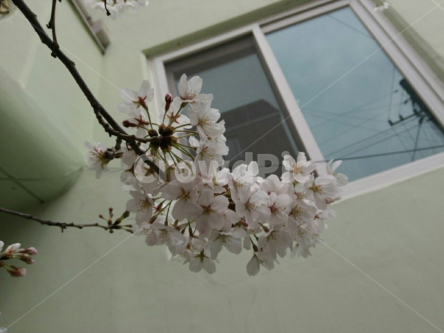 꽃,flower,cherryblossom,벚꽃,꽃가지,창문,배경,식물,자연,plants,nature,꽃,flower