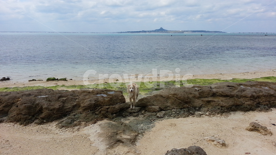 오키나와,강아지,바다,해변가,일본,풍경,자연,개,귀여운,puppy,dog,japan,누렁이,해변,바다,beach,sea,동물,animal,포유류,mammal,개,강아지,dog,doggy