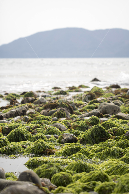 미역,해조류,해초,돌미역,돌,바다,plant,식물,moss,이끼,해변,바다,beach,sea