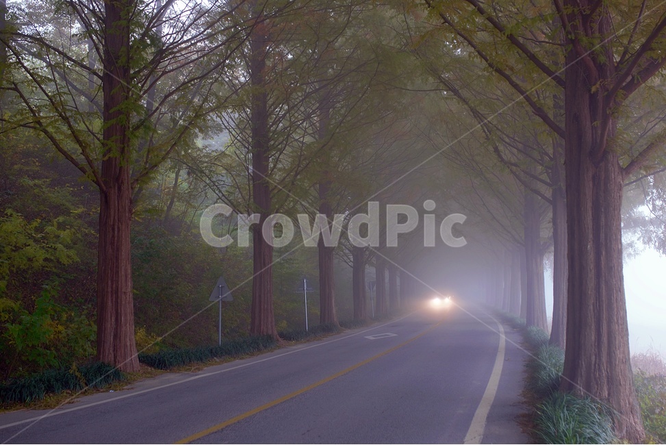 메타세콰이어길,안개,새벽안개길,여명,메타,순창군,새벽,자연,풍경,nature,landscape