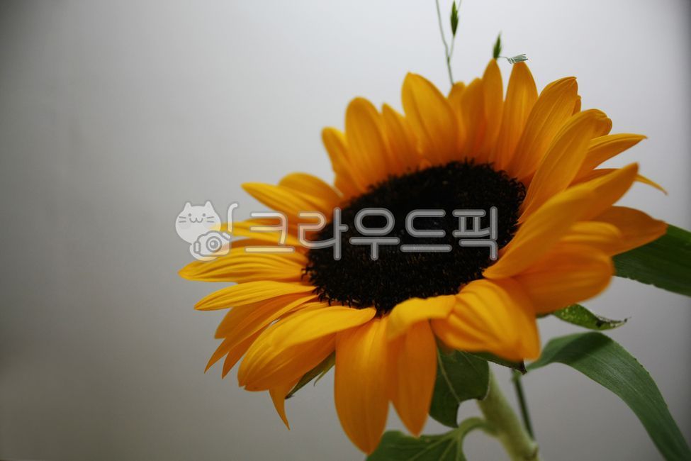 해바라기,꽃,식물,노란꽃,plant,flower,sunflower,blossom