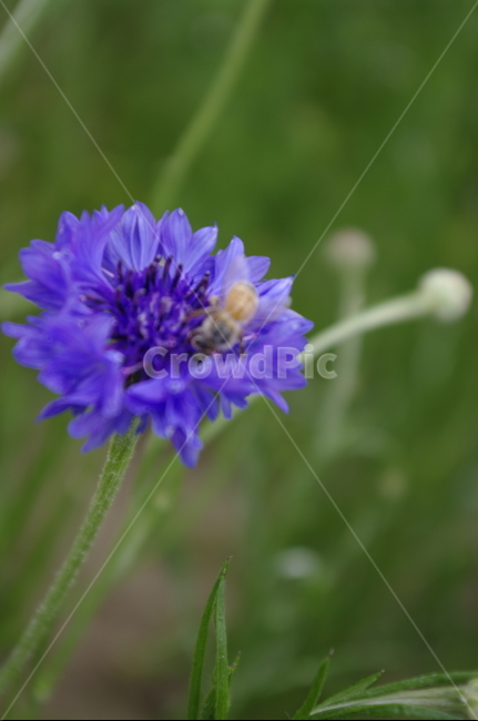 꽃,flower,식물,plant,자연,nature,벌