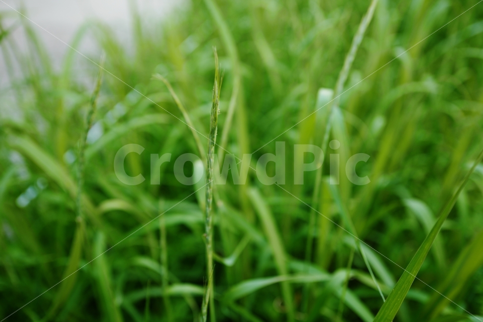 초록,녹색,풀,푸르른,그린,green,식물,자연,plants,nature,감성,sensible,feeling
