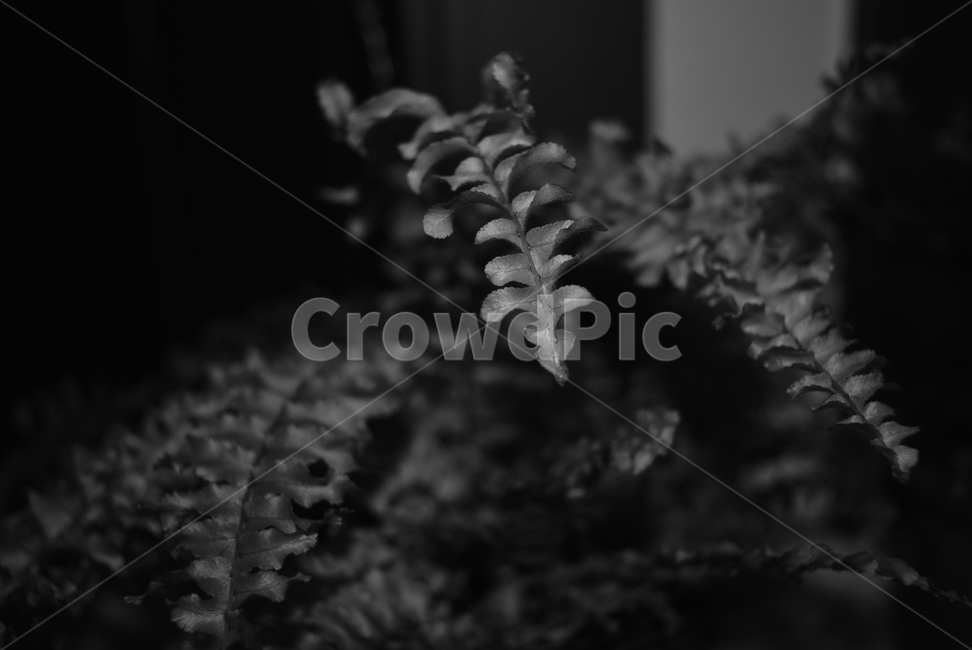 고사리,나뭇잎,고요함,모노크롬,흑백,흑백,모노톤,monochrome,black and white