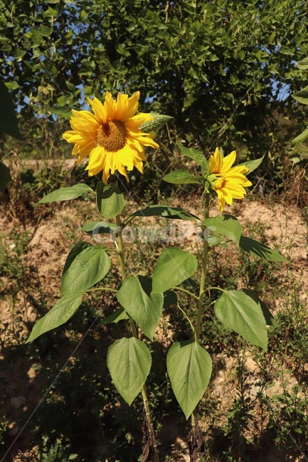 해바라기,여름꽃,꽃,여름식물,sunflower,flowers,summerplants,여름,계절,summer,season,식물,자연,plants,nature,꽃,flower,plant,blossom