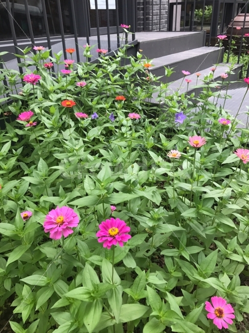 꽃,식물,자연,싱그러움,초록,핑크,분홍,계단,풍경,식물,자연,plants,nature,꽃,flower