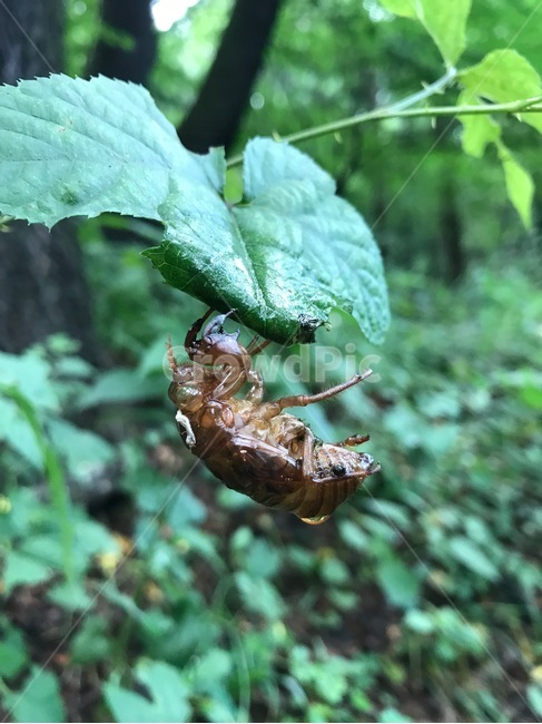 매미,곤충,여름,변이,자연,식물,곤충,벌레,insect,bug