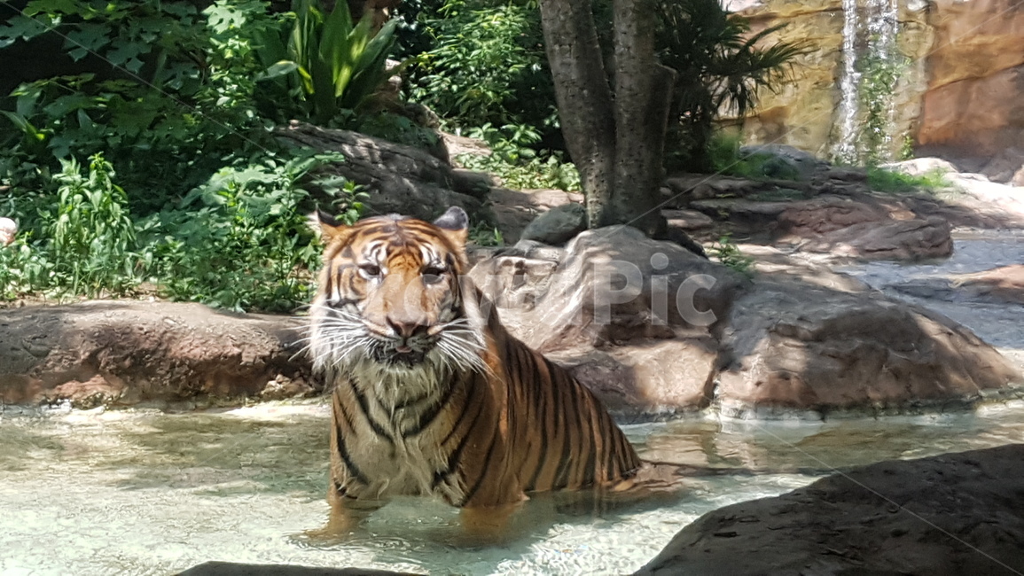 tiger,호랑이,animal,동물,mammal,포유류,wildlife,야생동물