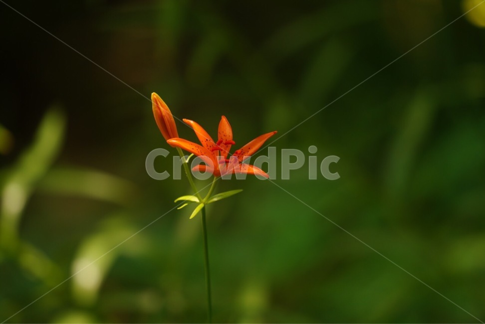하늘말나리,야생화,꽃,식물,길상사,flower,plants