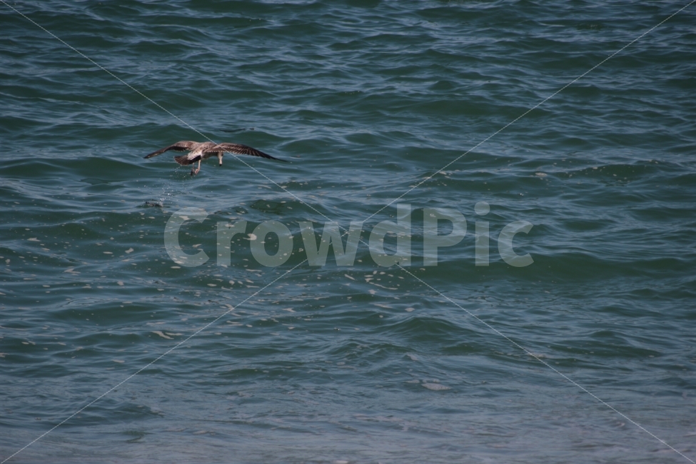 갈매기,동물,새,날고있는,바다,바닷가,gull,먹이사냥,sea,동물,animal,조류,새,birds