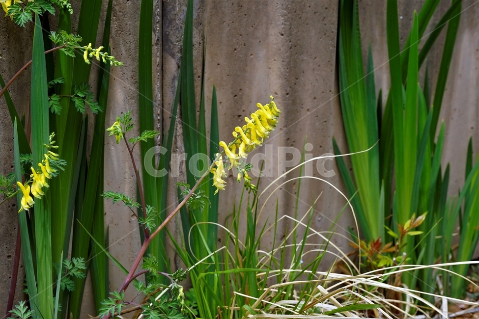 봄,봄꽃,산괴불주머니,노랑색,주머니모양,corydalisspeciosa,식물,자연,야생화,괴불주머니