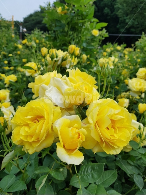 꽃송이,장미,장미축제,로즈데이,꽃다발,하트,love,사랑,자연,계절의여왕,rose,장미향,장미공원,장미무늬