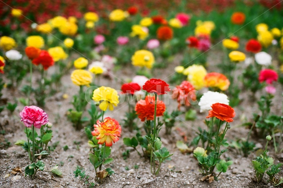 꽃,화단,필름사진,필름,fm2,봄,벚꽃,식물,자연,plants,nature,꽃,flower
