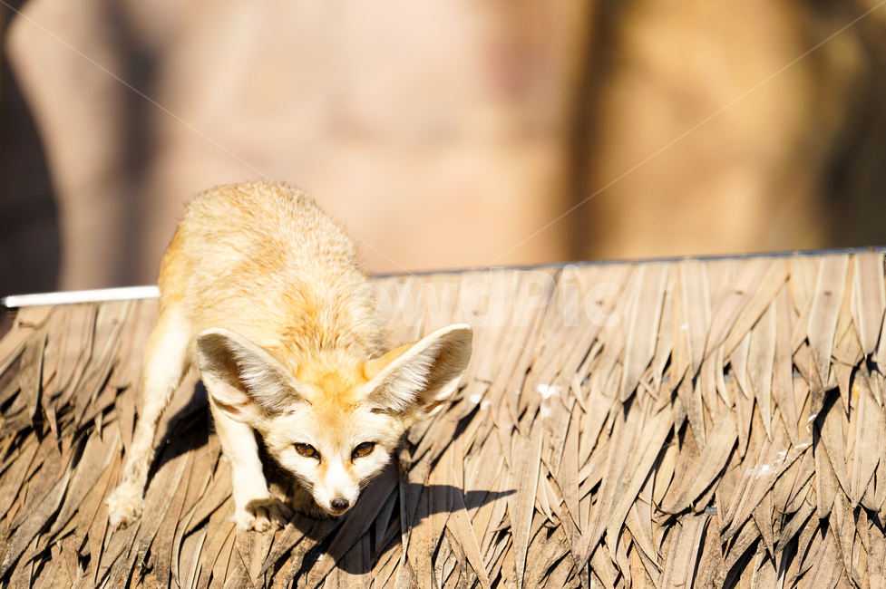 사막여우,fennecfox,동물,animal,포유류,동물,animal,포유류,mammal