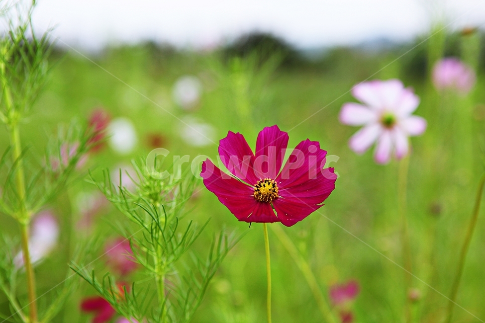 코스모스,꽃,꽃잎,들꽃,식물,가을꽃,가을,공원,자연,계절,식물,자연,plants,nature,꽃,flower