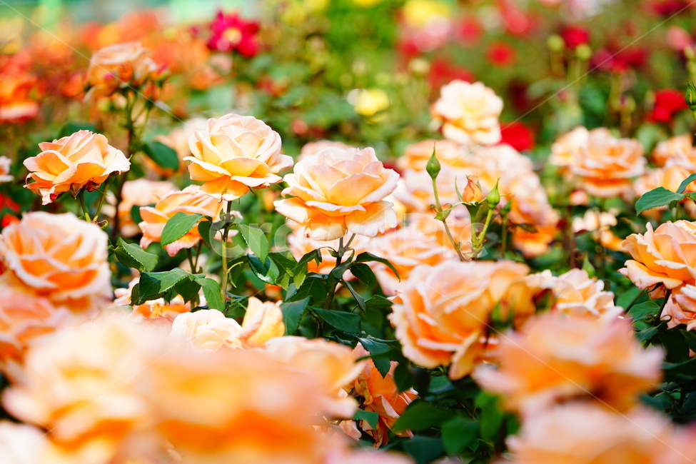 꽃,장미,flower,rose,여름,식물,감성,감상,녹색,자연,풍경,사랑,식물,자연,plants,nature,꽃,flower,색깔,색상,색채,색감,color sense,color sensitivity,feeling of color