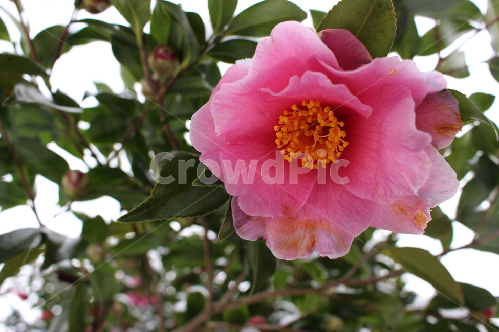 눈,겨울,꽃,동백꽃,동백,나무,동백나무,겨울풍경,감성,분홍,자연,camellia,flower,snow,winter,tree