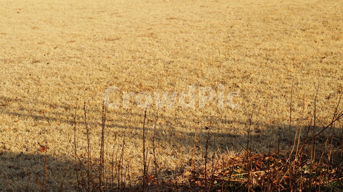 바닥,겨울,산책로,들판,들,겨울,계절,winter,season