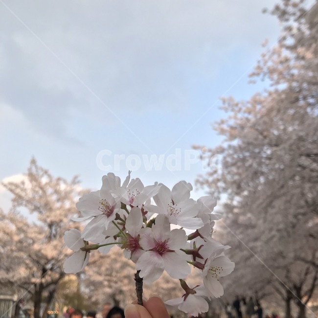 봄,벚꽃,분홍,하늘,꽃송이,감성,봄,계절,spring,season,plant,식물