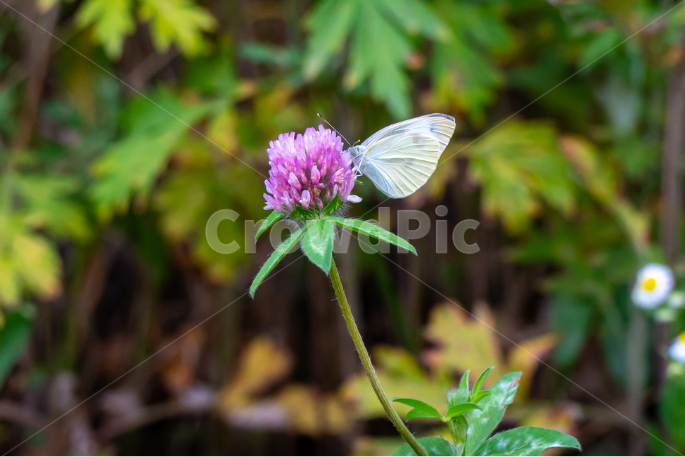 하얀나비,나비,야생화,식물,plants,곤충,벌레,보라꽃,꽃,butterfly,nature,bug,배추나비