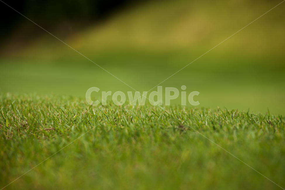 잔디,녹색,식물,여름,grass,green,plants