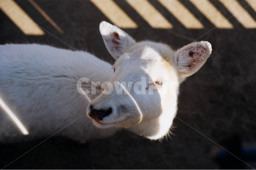 사슴,염소,동물,동물원,초식동물,어린이대공원,animal,zoo,동물,animal,포유류,mammal