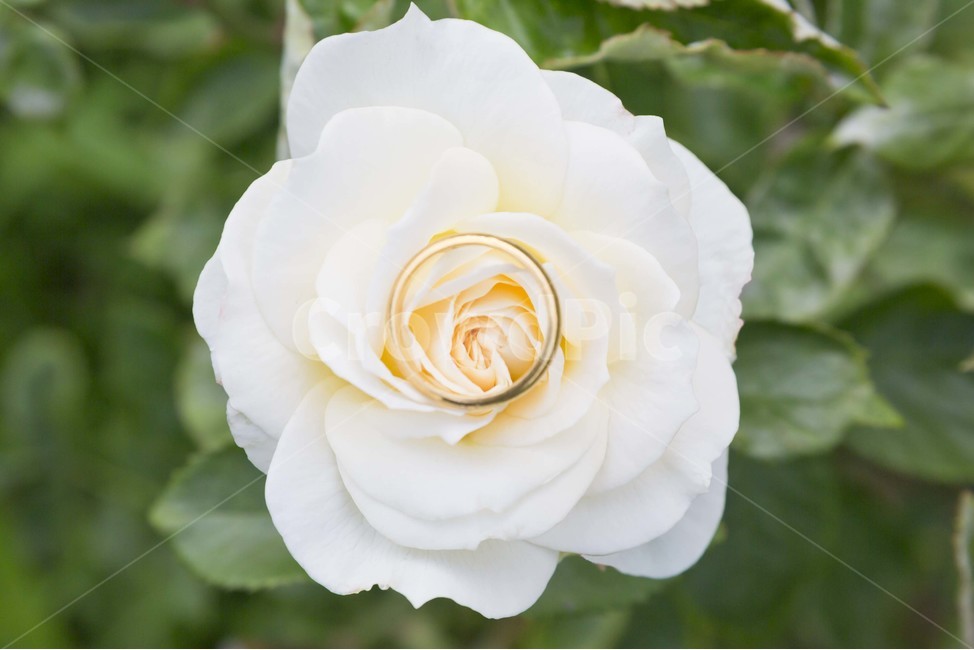 장미,성년의날,반지,꽃,식물,장미축제,5월,한국,식물,자연,plants,nature,꽃,flower,기념일,축하,anniversary,congratulation,celebrate,celebration,감성,sensible,feeling