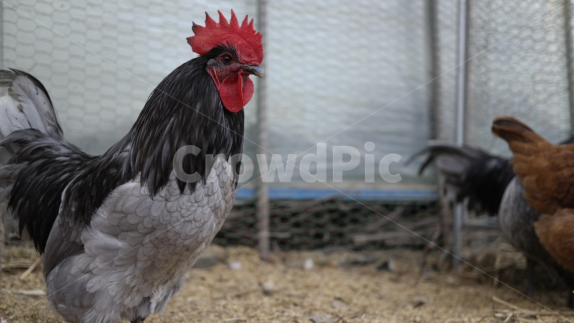 청계,토종닭,bird,새,animal,동물,chicken,치킨,동물,animal,조류,새,birds