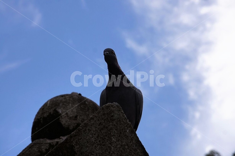 새,동물,자연,nature,animal,bird,건물,하늘,구름,파란하늘,sky,동물,animal,조류,새,birds