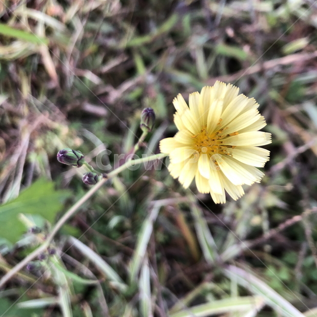 야생화,왕고들빼기,꽃,flower,식물,blossom,plant,가을,식물,자연,plants,nature,꽃,flower