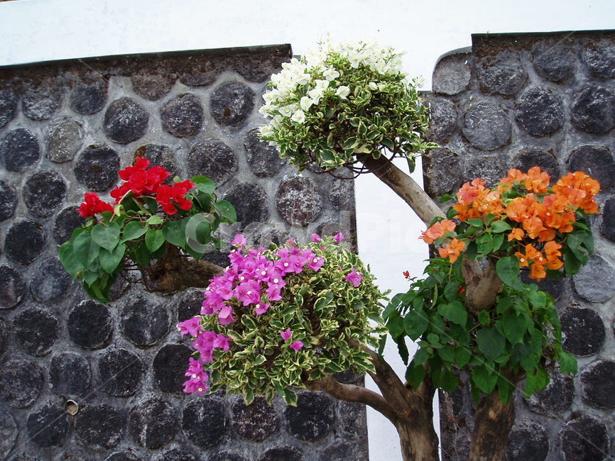 나무,꽃,꽃나무,tree,flower,miraculous,amazing,신기한