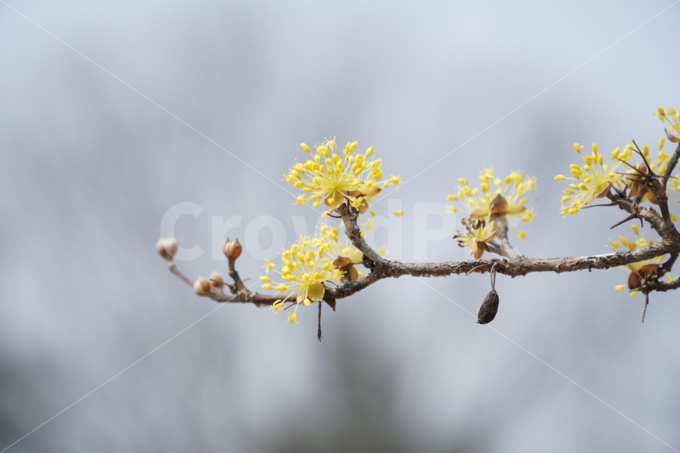 산수유,꽃,자연,나무,노랑,봄,계절,spring,season,식물,자연,plants,nature,꽃,flower,plant