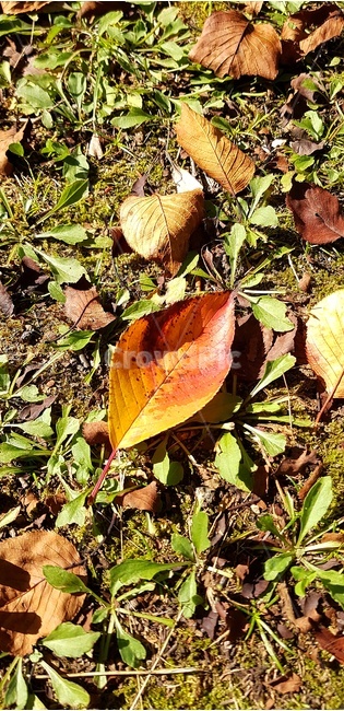 가을,낙엽,잎,식물,단풍,가을,계절,fall,autumn,season,식물,자연,plants,nature