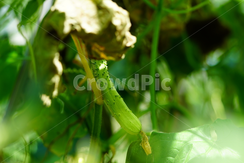 오이,야채,채소,식재료,식자재,농촌,밭,농장,밭농사,자연,field,farm,vegetable,greens,nature,cucumber,신토불이,식물,plant,시골,country,덩굴식물,넝쿨,농산물,농작물,농업,6월,june,여름,summer,음식,식재료,요리,food,cook,meal,dishes,food reserves,채소,야채,vegetables