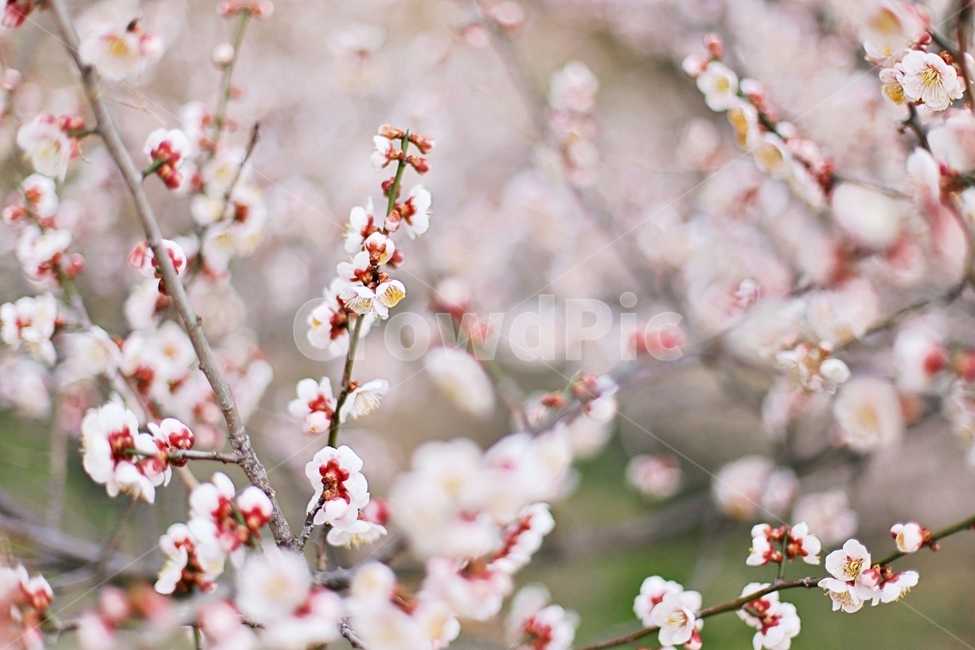 매화마을,매화꽃,매화,매화축제,하동,hadong,flower,꽃,봄,계절,spring,season,식물,자연,plants,nature,꽃,flower,plant