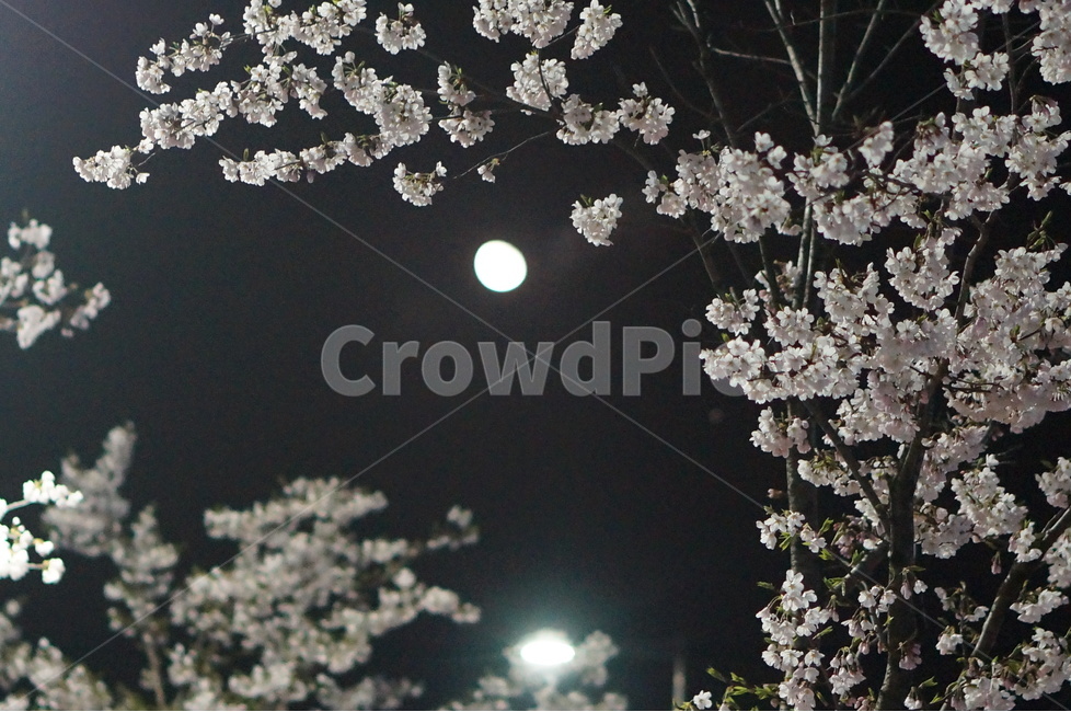 벗꽃,야경,밤,흰색,가로등,거리,봄,계절,spring,season,야경,밤,풍경,nightscape,night,landscape,식물,자연,plants,nature,꽃,flower,plant,blossom