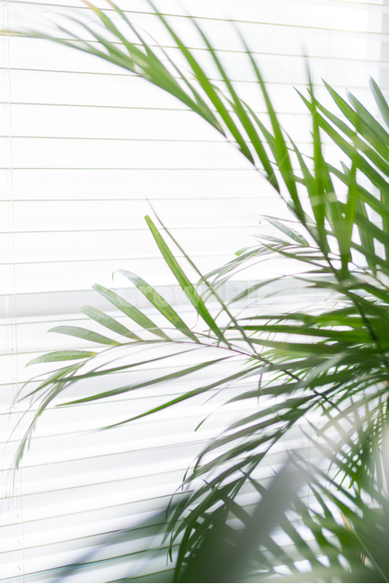 초록,잎,잎사귀,풀,자연,힐링,여름,green,식물,식물,자연,plants,nature