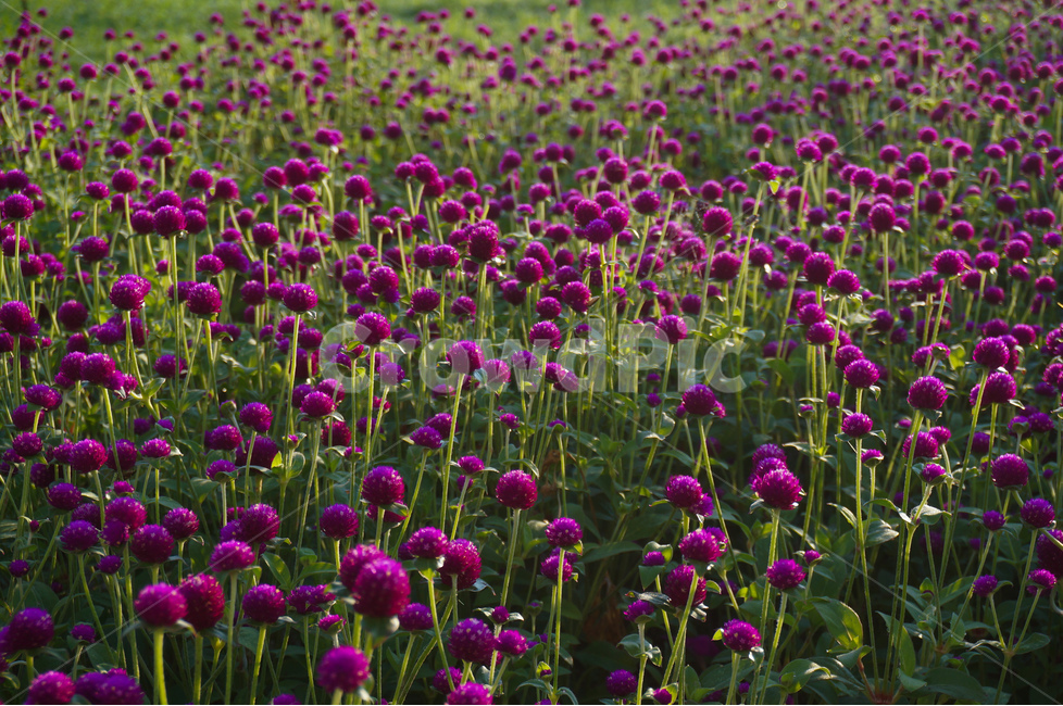 천일홍,꽃,보라,여름,풍경,식물,자연,plants,nature,꽃,flower
