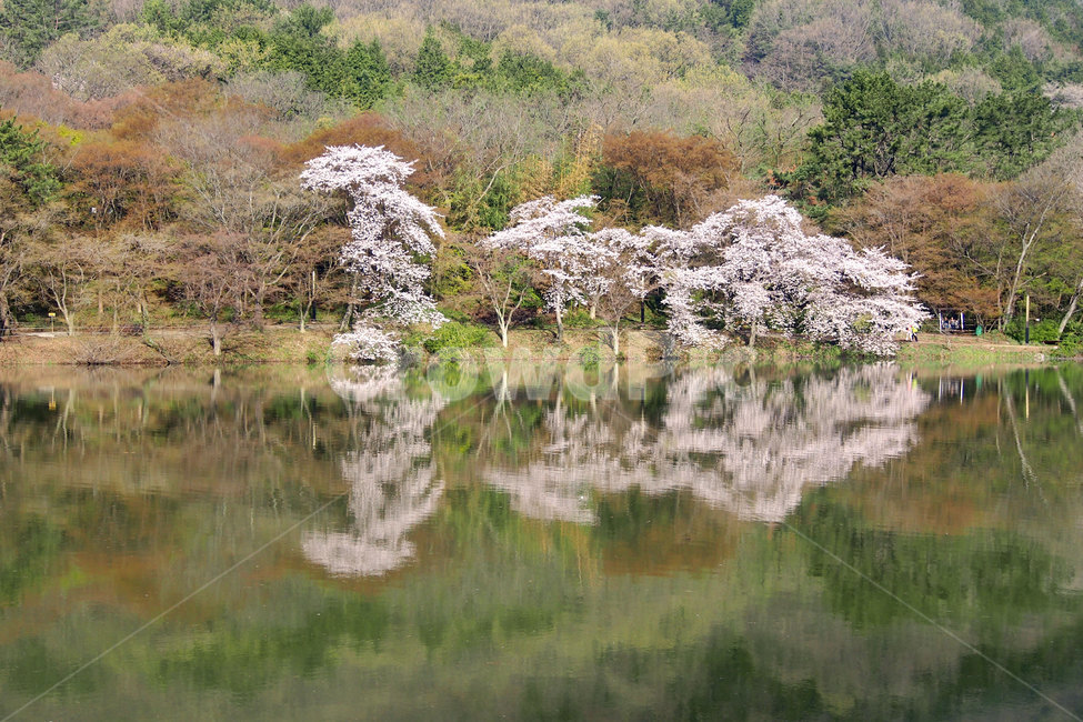 봄,벚꽃,반영,풍경,계절,공원,나무,호수,lake,season,spring,cherryblossom,자연,nature