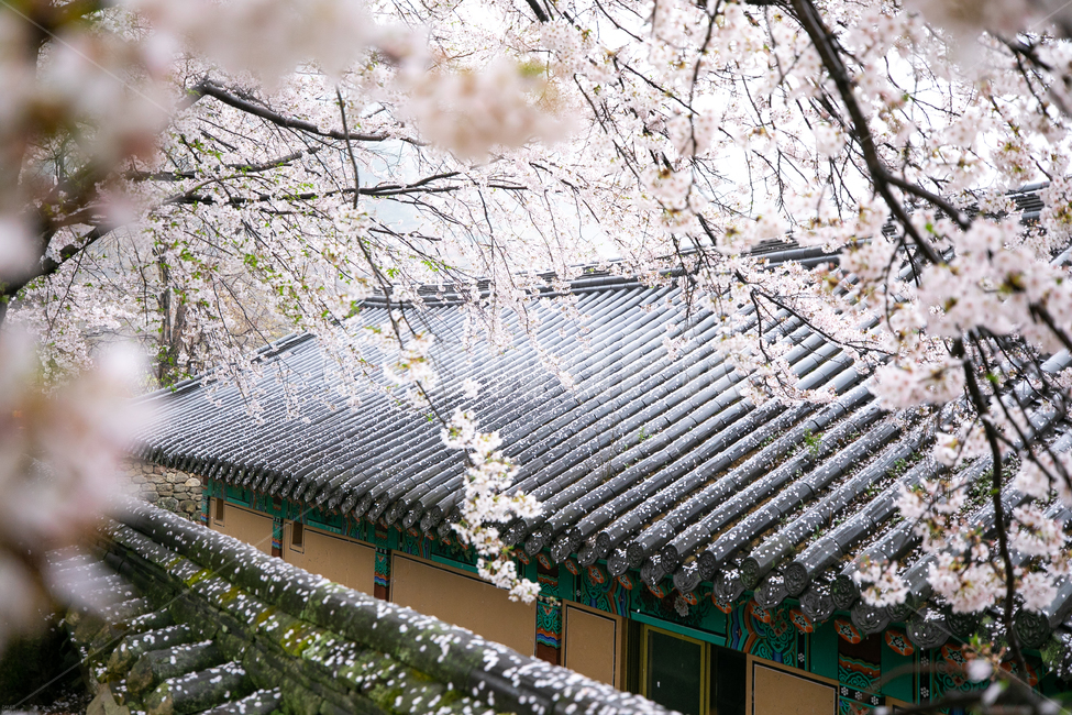 구레화엄사,화엄사,구레화엄사벚꽃,화엄사벚꽃,벚꽃,한국전통,한국문화,korean traditional,korean culture,식물,자연,plants,nature,꽃,flower,종교,신앙,religion,belief,faith