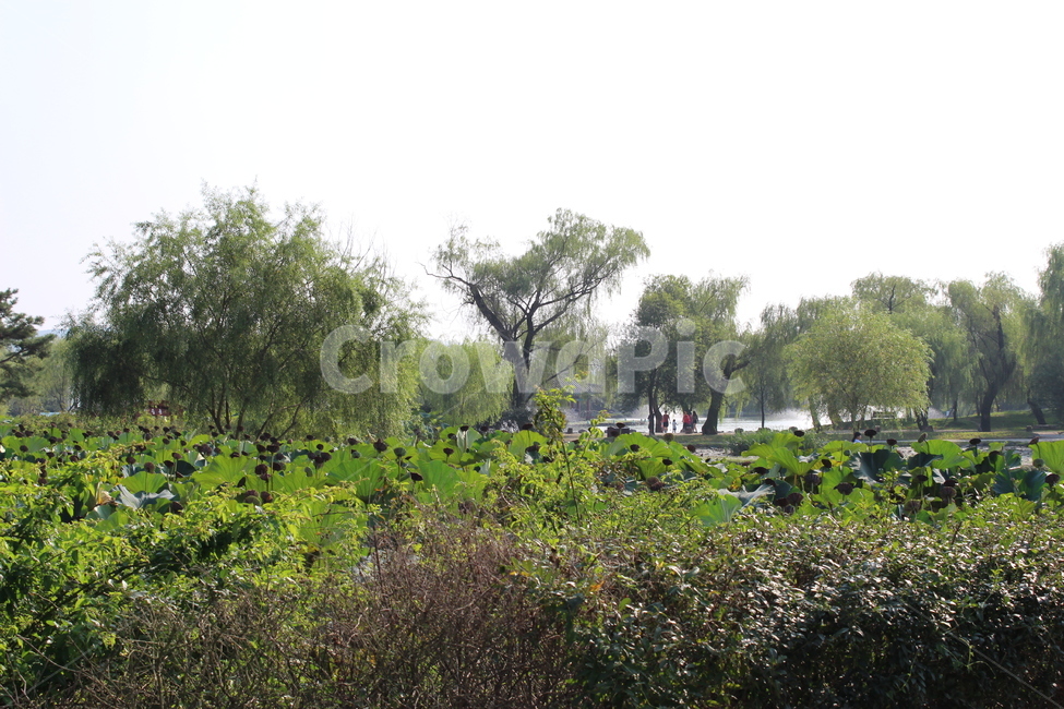 자연,나무,연잎,능수버들,사람,자연,풍경,nature,landscape,outdoors,옥외,field,들,grassland,목초지,potted plant,화분,pottery,도기류,jar,항아리,plant,식물,tree