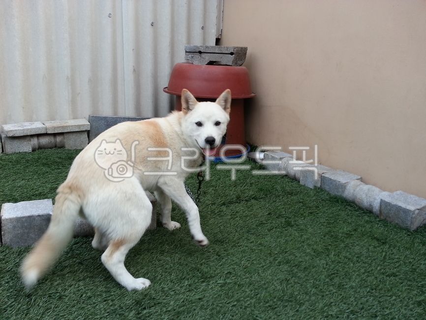 Pets,Jindo dog,animal,pet dog,dog