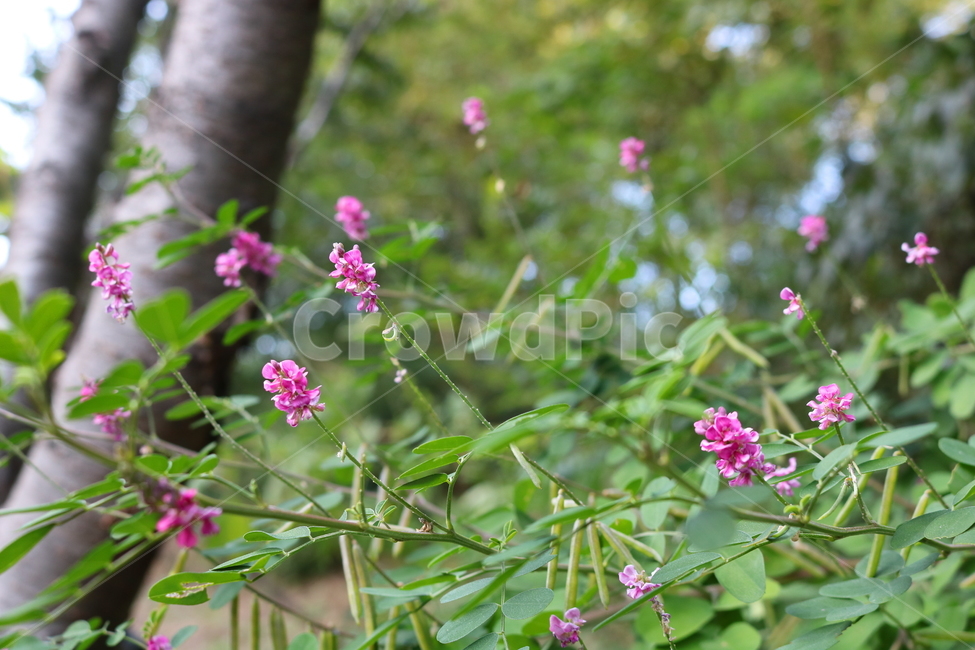 싸리나무,나무,꽃,식물,자연,풍경,콩과식물,야생화,식물,자연,plants,nature,꽃,flower