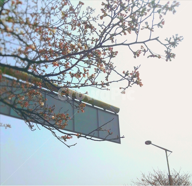 벚꽃,봄,하늘,꽃,감성,자연,식물,자연,plants,nature,꽃,flower