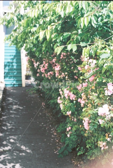 봄,분홍,꽃,도로,미국,집,담장,식물,자연,plants,nature,꽃,flower