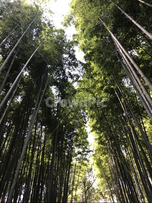 대나무,숲,숲속,대나무숲,교토,일본,아라시아,자연,풍경,nature,landscape,휴식,힐링,rest,relaxation,healing,plant,식물,bamboo