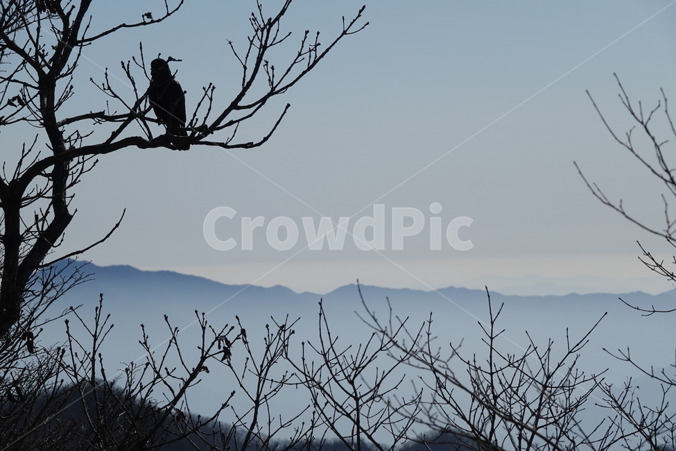 자연,산맥,옥외,산,nature,mountain,outdoors,동물,animal,조류,새,birds